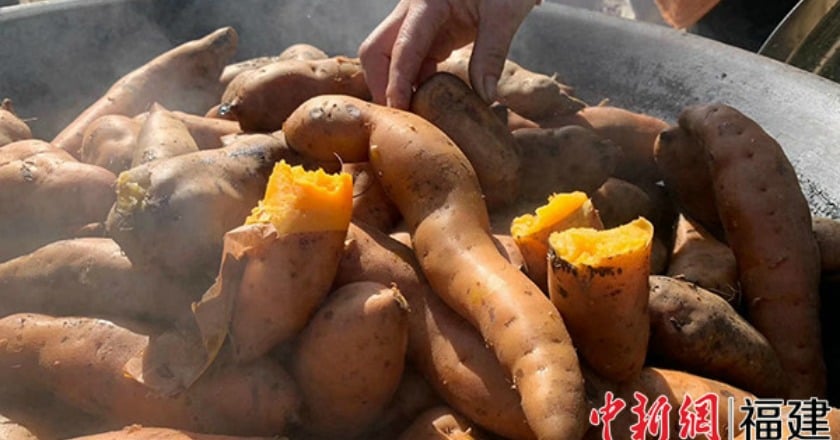 蒸地瓜PK烤地瓜怎麼選？ 營養師提出專業見解