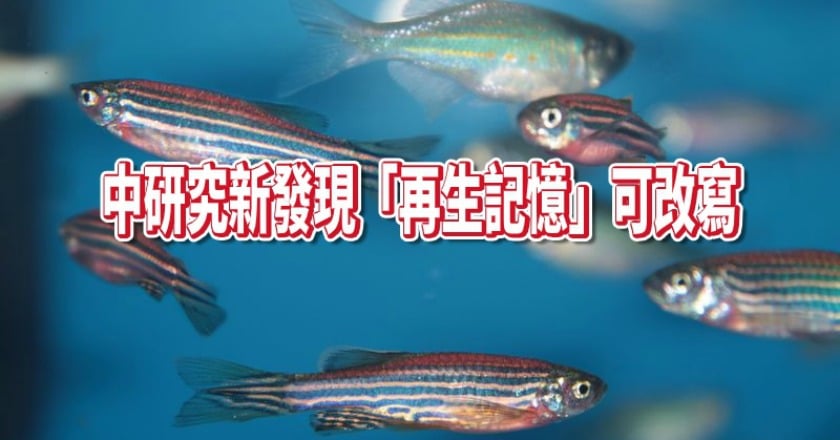中研究：「再生記憶」可改寫　有助「再生醫學」發展