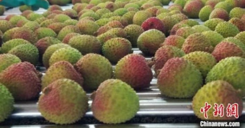 夏天吃荔枝適合餐前吃？餐後吃？ 專家觀點比一比