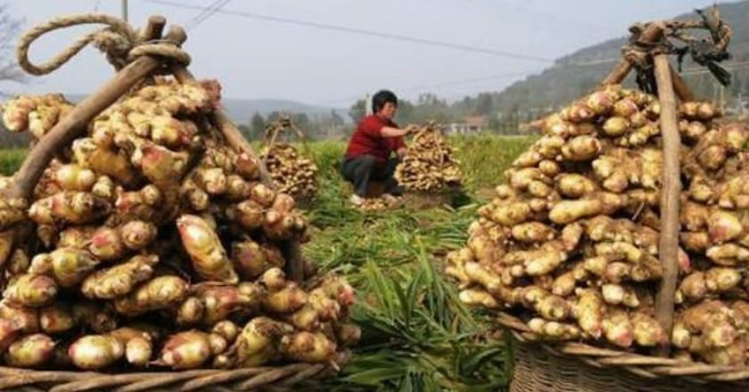 治禿別信塗生薑、抹酒精偏方 毛囊恐壞死留疤
