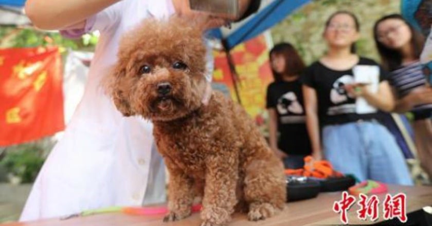 鼻過敏飼主寵毛小孩 醫師建議先三思