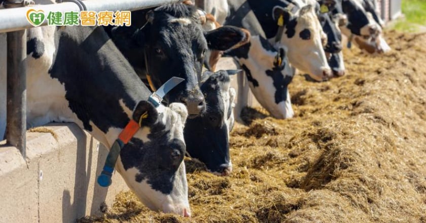 美國乳牛H5N1人類感染有2症狀！ 疾管署增列新型A型流感通報條件