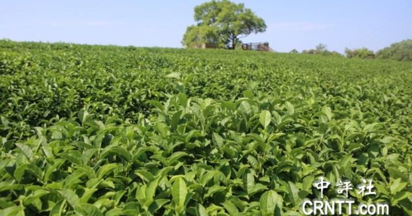 乾旱農損近2.4億元　南投最重茶損1.5億元最傷