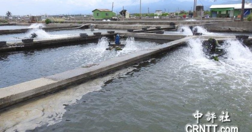 寒流將至 漁業署：已籲請養殖業落實7措施