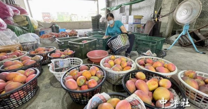 香港驗出台灣芒果「染疫」 200公斤全部銷毀