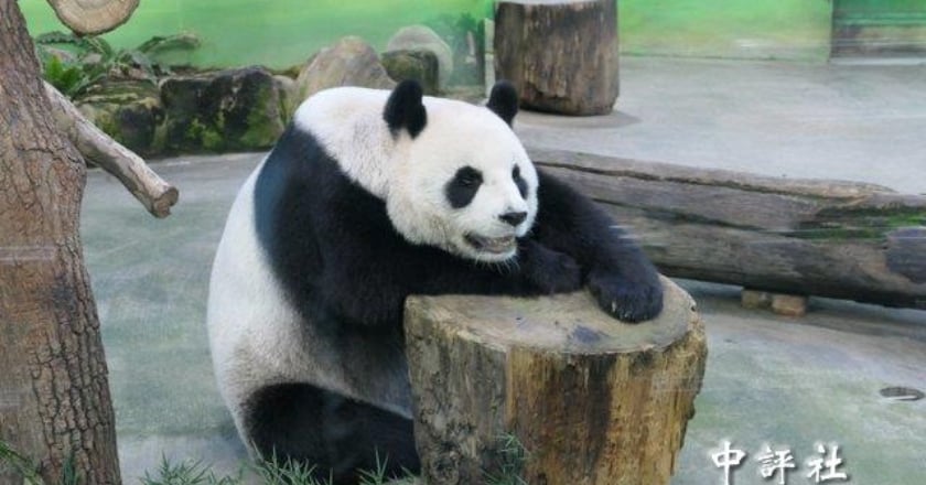 中國專家會團團情感探視為主 預計2人停留7天
