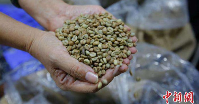 新興茶飲種類多元 可可豆殼、咖啡葉用來泡茶真健康？