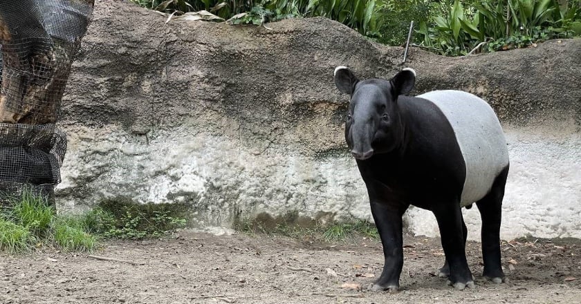 日本馬來貘「英雄」抵台逝 北市立動物園：推斷為熱緊迫致死