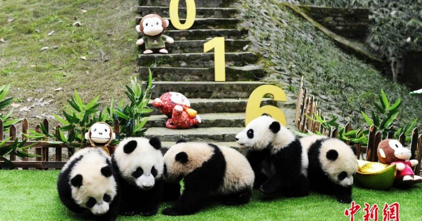 貓熊寶寶祝大家新年快樂