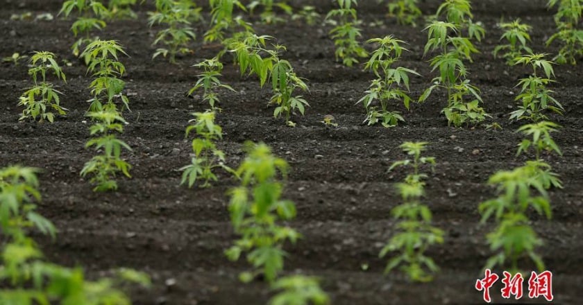 泰國通過大麻合法化 解禁研究和治病用大麻