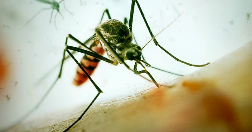 蚊子傳染病猖獗 一年死75萬人