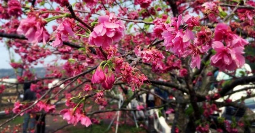 春暖花開 慎防毛毛蟲皮膚炎上身