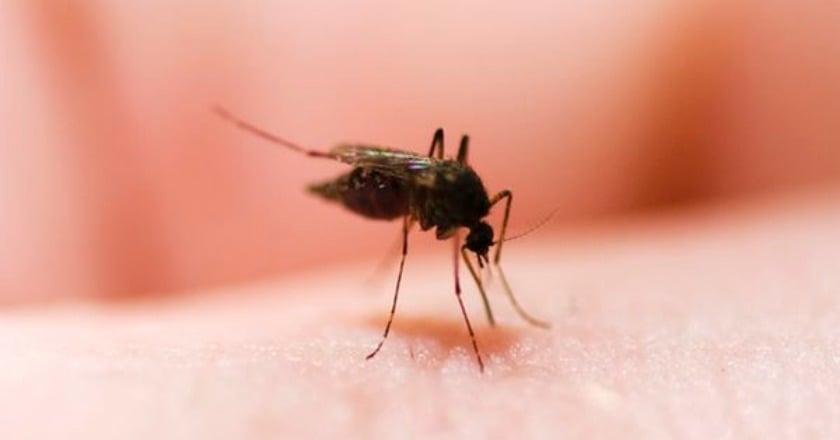 蚊子叮咬紅腫熱痛　中藥內用外洗可改善