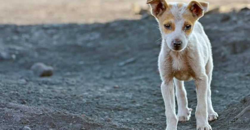 為何會虐待動物？　這四種人容易發生