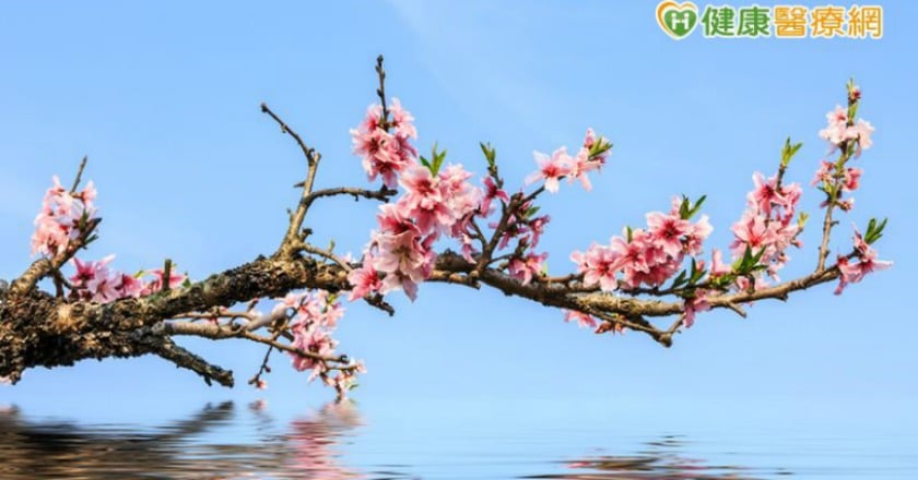 春天氣候變化多端　小心「桃花癲」發作