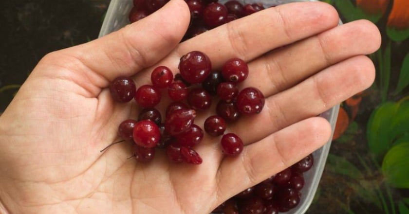 預防泌尿道感染　什麼將蔓越莓打敗了？