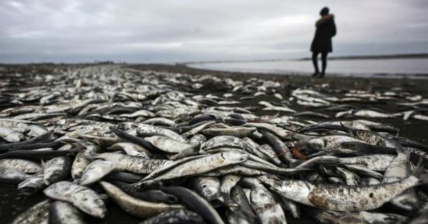 智利紅潮爆發致大量海洋生物死亡 死魚遍布海灘