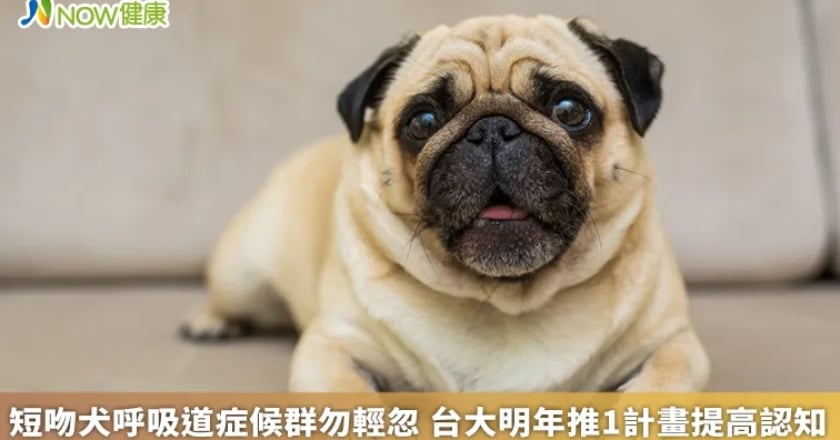 短吻犬呼吸道症候群勿輕忽 台大明年推1計畫提高認知