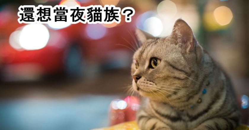夜貓族白天效率差　大腦MRI揭密