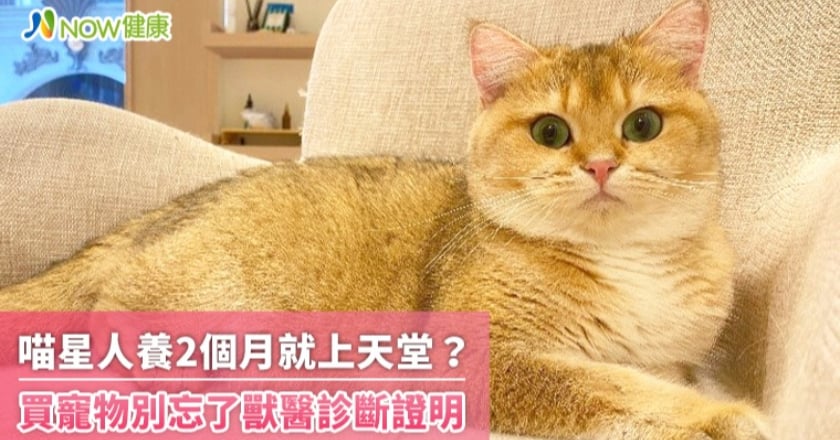 喵星人養2個月就上天堂？ 買寵物別忘了獸醫診斷證明