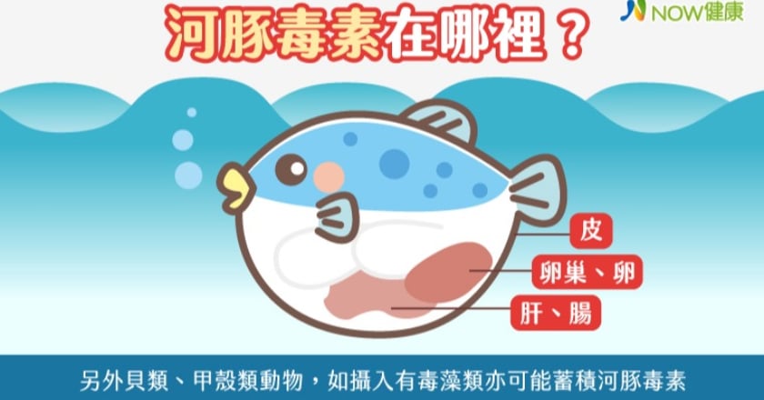 水產常見魚類組織胺、河豚毒素中毒 專家教你如何避免