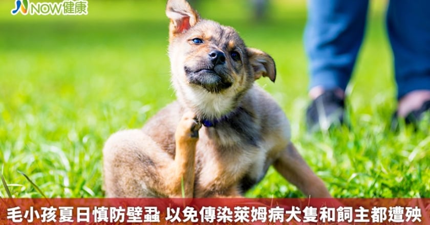 毛小孩夏日慎防壁蝨 以免傳染萊姆病犬隻和飼主都遭殃