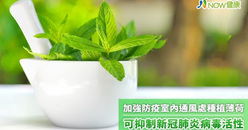 加強防疫室內通風處種植薄荷 可抑制新冠肺炎病毒活性