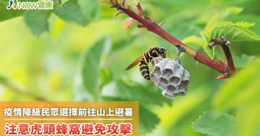 疫情降級民眾選擇前往山上避暑 注意虎頭蜂窩避免攻擊