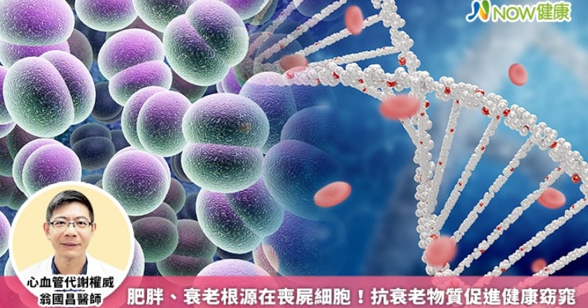 肥胖、衰老根源在喪屍細胞! 抗衰老物質促進健康窈窕
