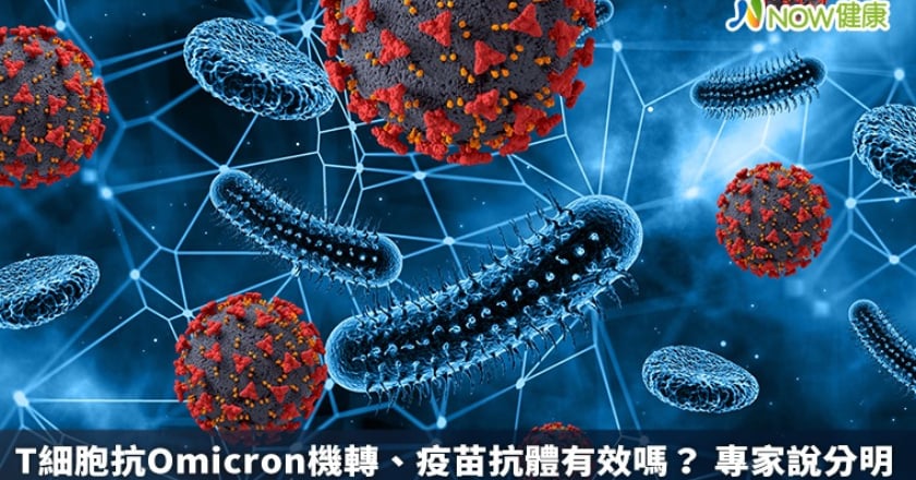 T細胞抗Omicron機轉、疫苗抗體有效嗎？ 專家說分明
