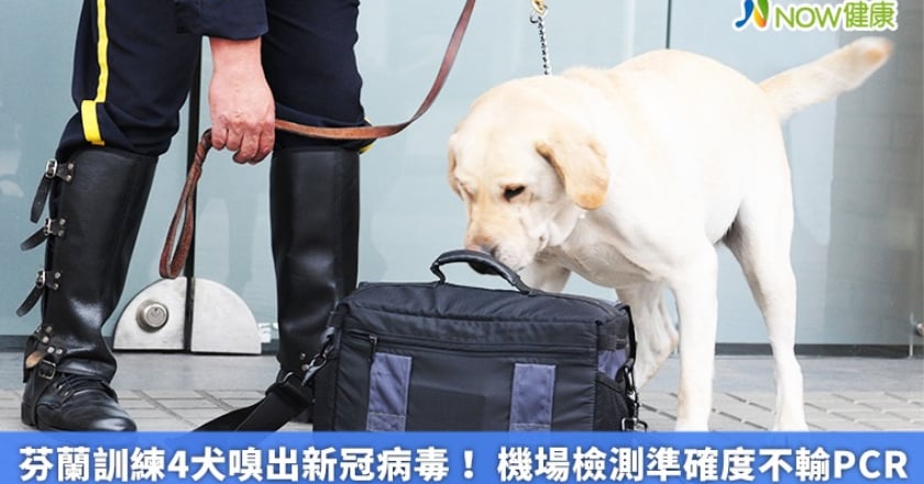 芬蘭訓練4犬嗅出新冠病毒！ 機場檢測準確度不輸PCR