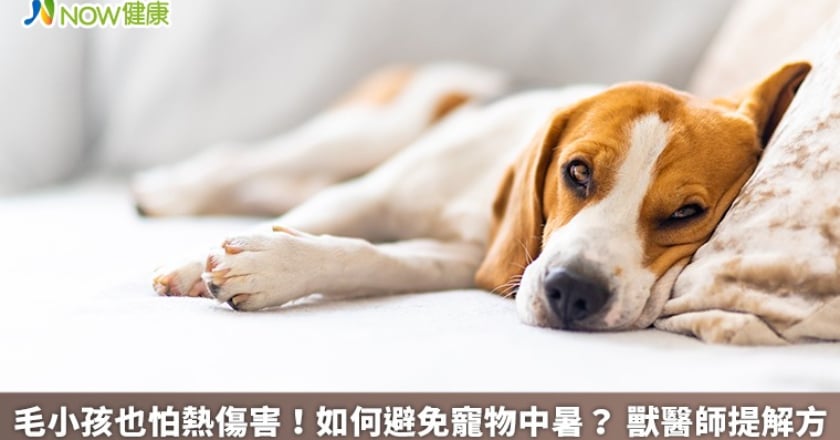 毛小孩也怕熱傷害!如何避免寵物中暑? 獸醫師提解方