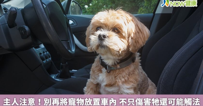 主人注意！別再將寵物放置車內 不只傷害牠還可能觸法