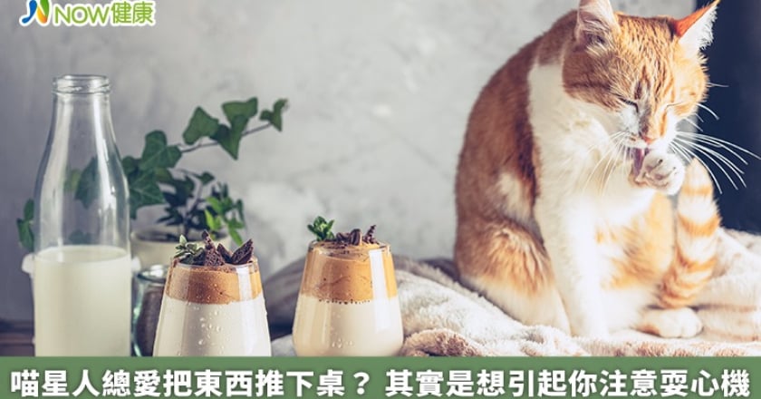 喵星人總愛把東西推下桌? 其實是想引起你注意耍心機