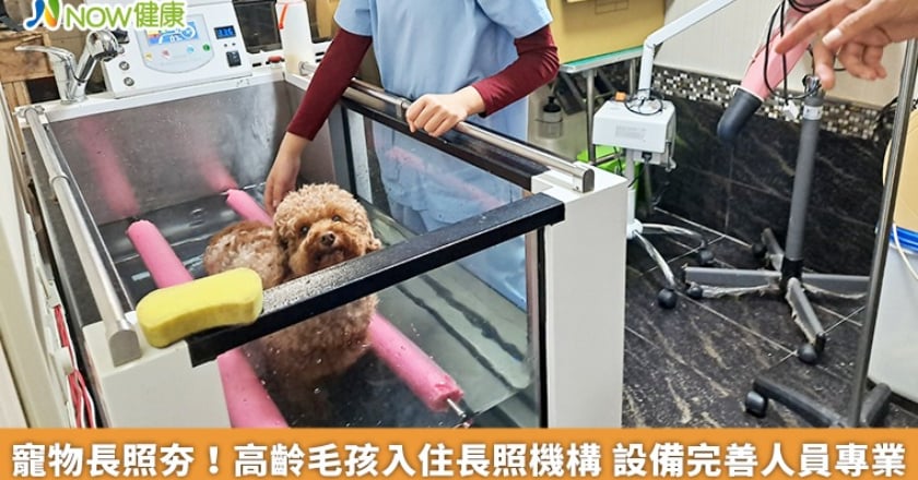 寵物長照夯！高齡毛孩入住長照機構 設備完善人員專業