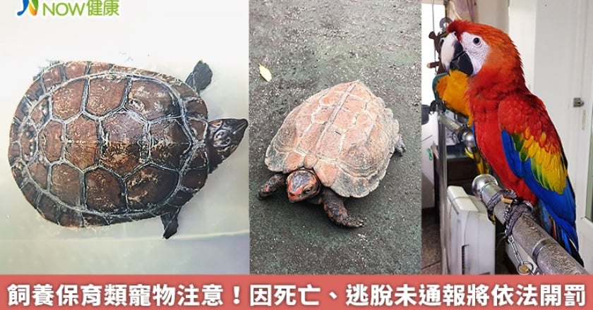 飼養保育類寵物注意! 因死亡、逃脫未通報將依法開罰