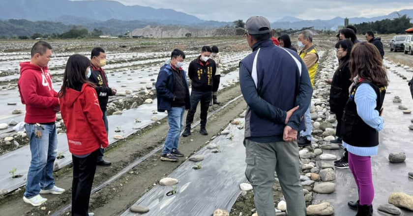 花蓮鳳林西瓜受寒害  瓜農：60年來首遇嚴重寒災