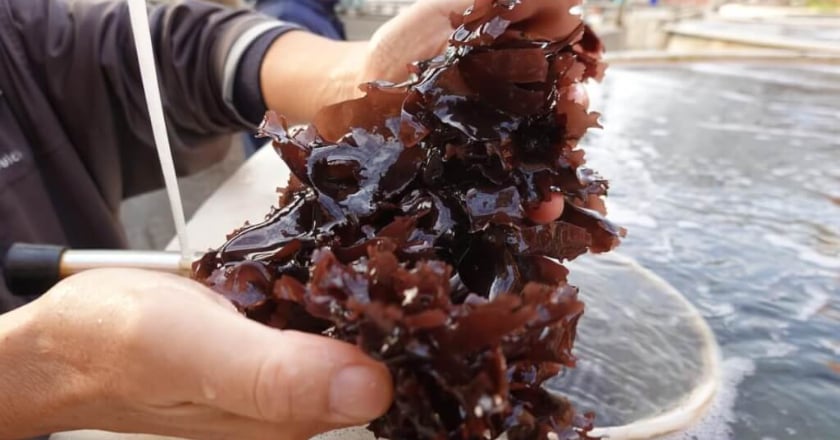 中山大學研究「海木耳」固碳率高  能吃也能助抗暖化
