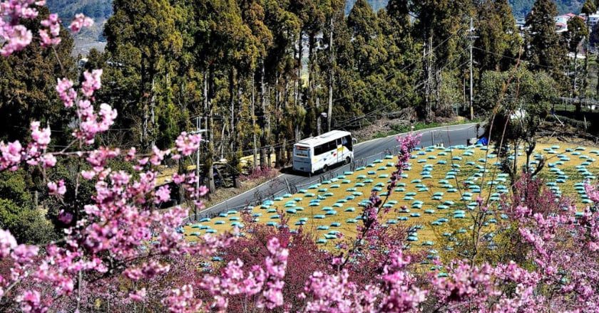 武陵農場櫻花季登場  台中市民搭公車上山有優惠