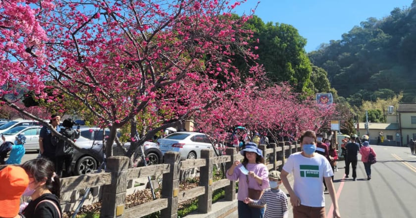 最美派出所泰安櫻花季18日登場  警方規劃交管措施