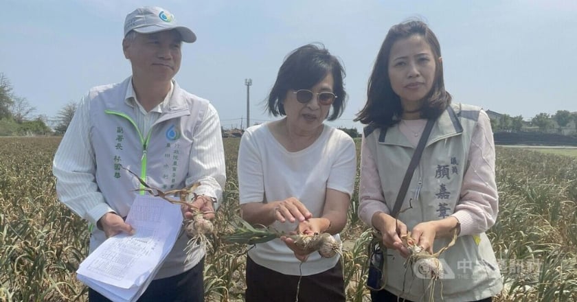 傳進口蒜頭打壓價格　農委會不排除請公平會調查