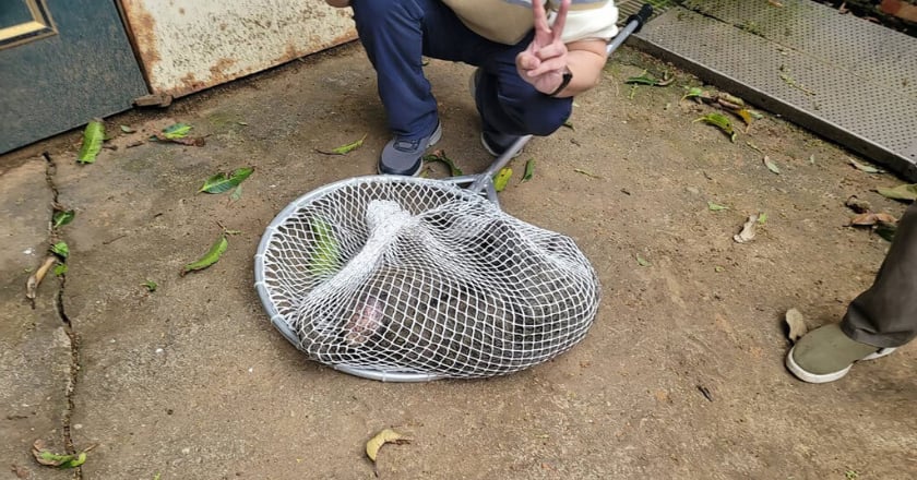 狒狒逃亡18天終捕獲 遭合法獵人槍殺身亡