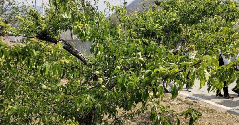 2至3月乾旱致災　高雄青梅現金救助即起受理申報