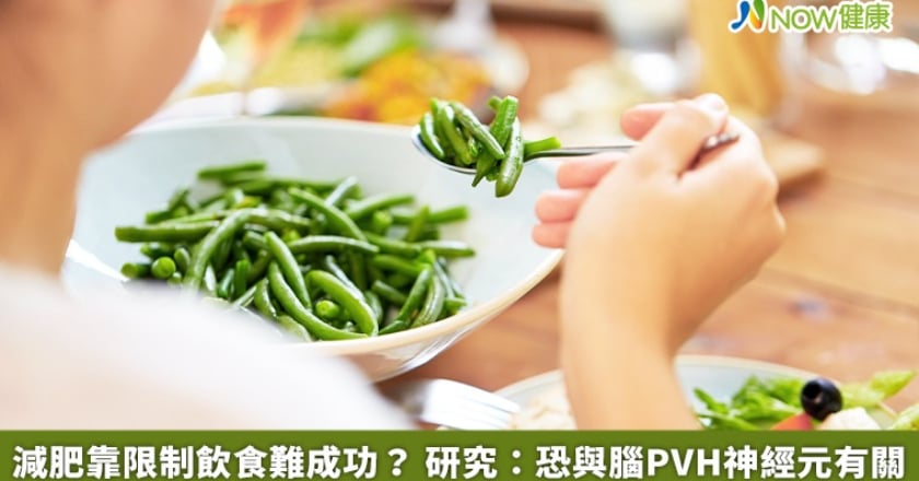 減肥靠限制飲食難成功? 研究:恐與腦PVH神經元有關