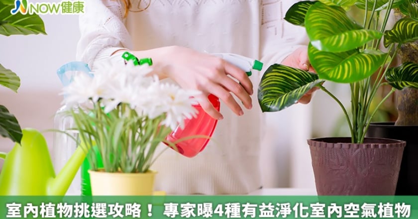 室內植物挑選攻略！ 專家曝4種有益淨化室內空氣植物