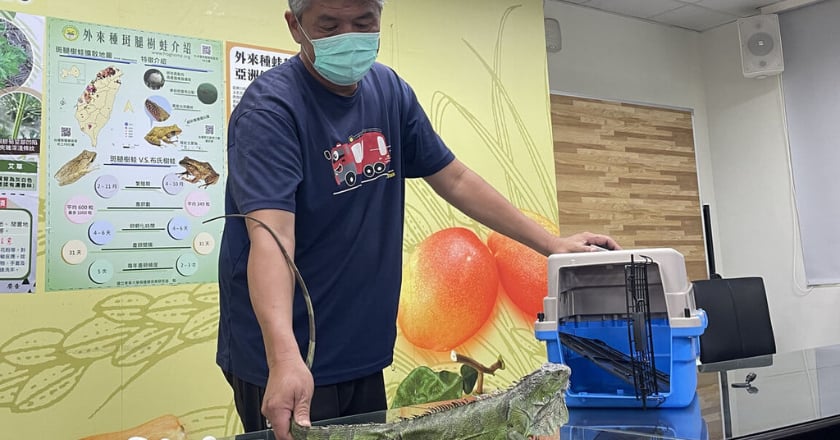 防除外來動植物　南市迄今已移除3217隻綠鬣蜥較去年多
