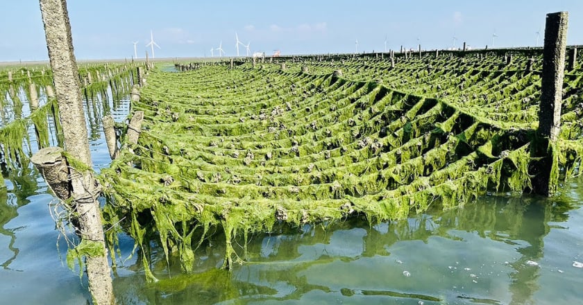 彰化芳苑蚵田綠油油　大量海藻覆蓋啟動災損通報