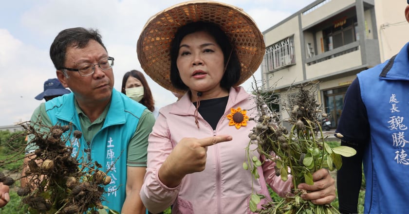 先低溫後豪雨害雲林落花生歉收　縣府爭取現金救助