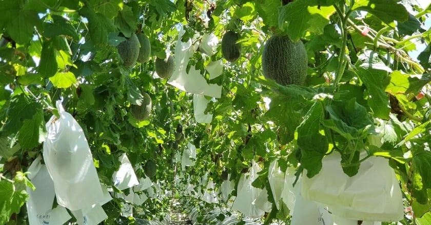 花改場助栽植新品種 宜蘭哈密瓜突破瓶頸轉高產