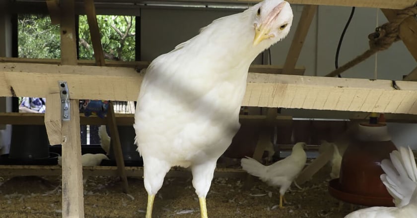 北市動物園端午節挑戰百人立蛋　6/15起開放報名